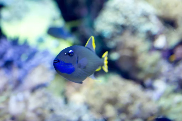 Blurry photo of a Scribbled angelfish Chaetodontoplus duboulayi — Stock Photo, Image