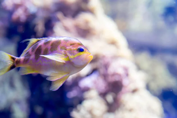 Foto buram ikan kecil berwarna-warni di terumbu karang di laut — Stok Foto