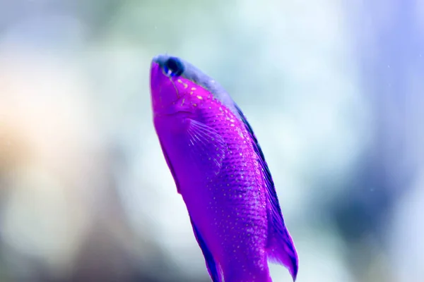 Bir deniz akvaryumunda siyah kap Büyükanne blackcap basslet balık 