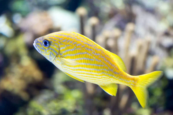 Foto borrosa del gruñido francés Haemulon flavolineatum fish in a se — Foto de Stock