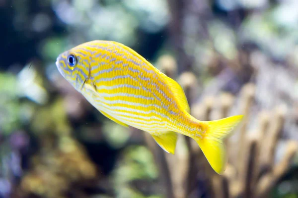Blurry photo of French grunt Haemulon flavolineatum fish in a se — Stock Photo, Image