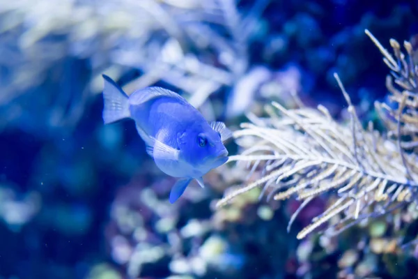 Foto borrada de um peixe azul grávida com recife de coral em um mar aq — Fotografia de Stock