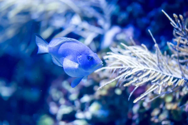 Photo floue d'un poisson bleu enceinte avec récif corallien dans un aq de mer — Photo