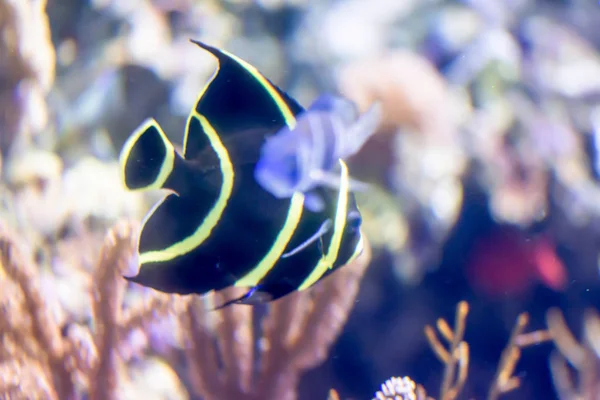 Blurry photo of French angelfish Pomacanthus paru in a sea aquar — Stock Photo, Image