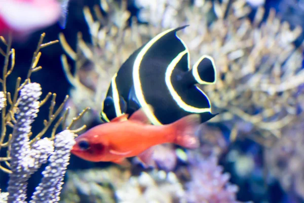Blurry photo of French angelfish Pomacanthus paru in a sea aquar — Stock Photo, Image