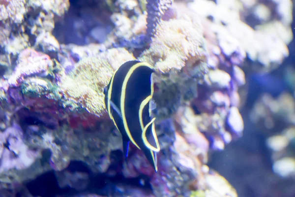 Blurry photo of French angelfish Pomacanthus paru in a sea aquar — Stock Photo, Image