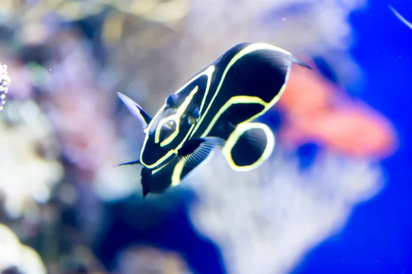 Foto embaçada de Peixe-anjo francês Pomacanthus paru em um aquário do mar — Fotografia de Stock