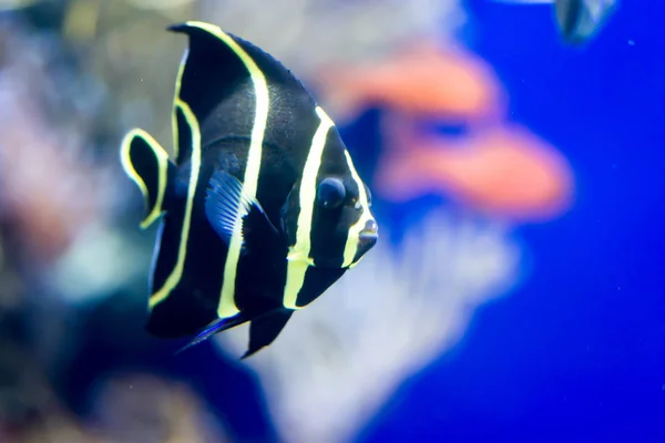 Blurry photo of French angelfish Pomacanthus paru in a sea aquar — Stock Photo, Image