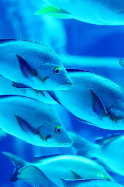 Suddig yellowfin surgeonfish i ett hav akvarium — Stockfoto