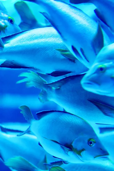 Verschwommene Gelbflossendoktorfische in einem Meeraquarium — Stockfoto