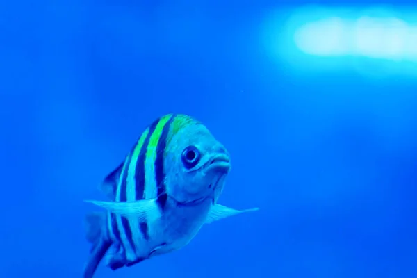 Foto desfocada do Sargento major pintano peixe em um aquário do mar — Fotografia de Stock