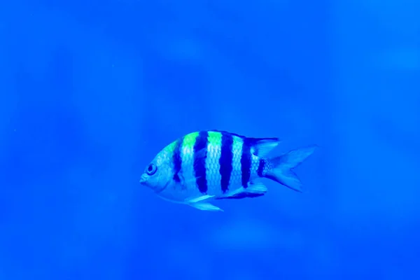 Photo floue du sergent major pintano dans un aquarium marin — Photo