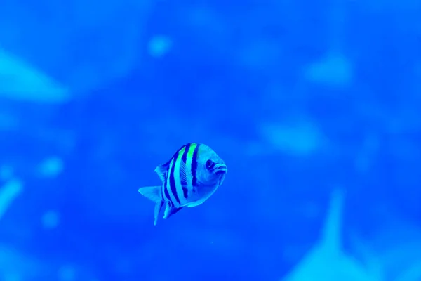 Wazige foto van Sergeant Major pintano vis in een zee-aquarium — Stockfoto