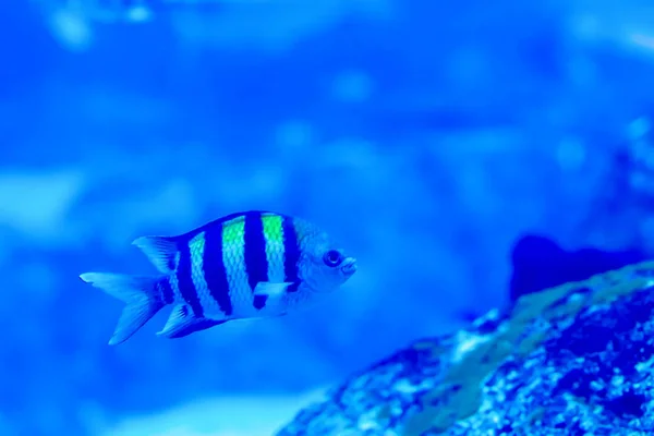 Foto borrosa del sargento mayor pintano pescado en un acuario de mar — Foto de Stock