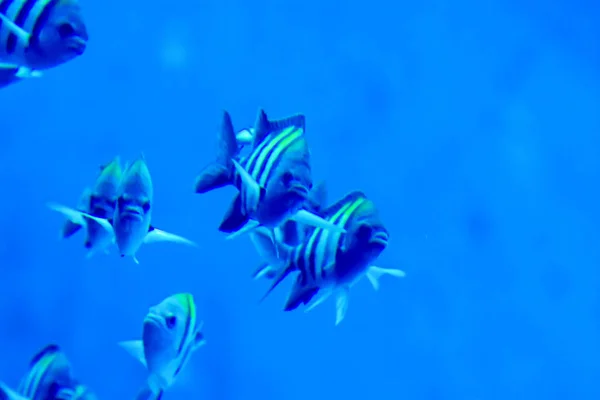 Blurry photo of Sergeant major pintano fish in a sea aquarium — Stock Photo, Image