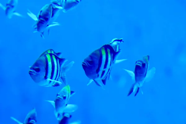 Blurry photo of Sergeant major pintano fish in a sea aquarium — Stock Photo, Image