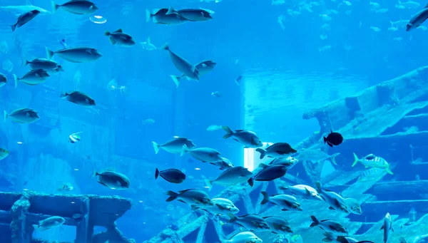 Foto buram dari akuarium laut besar dengan air yang berbeda penjualan f — Stok Foto