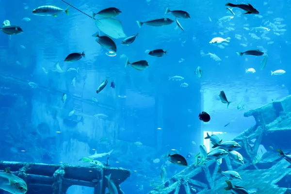 Verschwommenes Foto eines großen Meeraquariums mit unterschiedlichem Verkaufswasser — Stockfoto