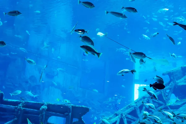 Blurry photo of a large sea aquarium with different sale water f — Stock Photo, Image