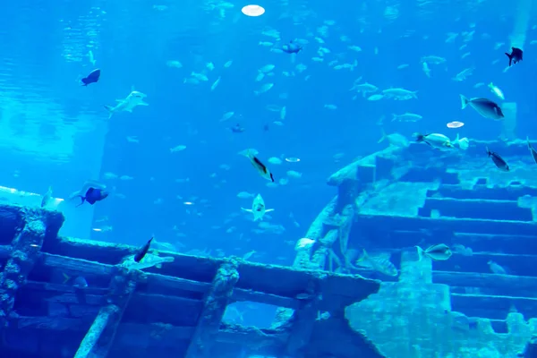 Foto sfocata di un grande acquario marino con acqua di vendita diversa f — Foto Stock