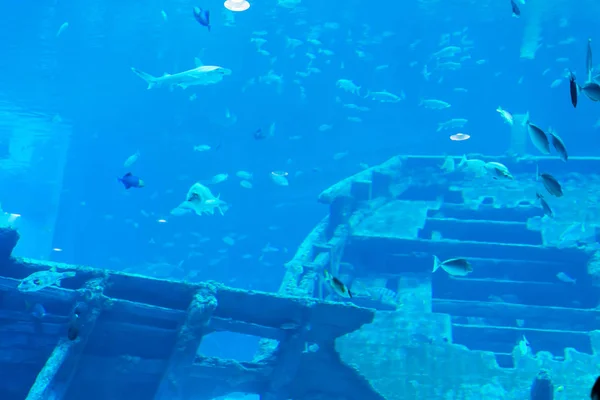Verschwommenes Foto eines großen Meeraquariums mit unterschiedlichem Verkaufswasser — Stockfoto