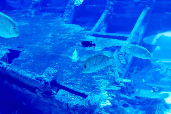 Размытое фото большого морского аквариума с разной продаваемой водой f — стоковое фото