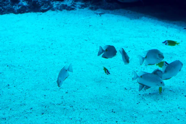 Foto borrosa de un gran acuario de mar con agua de venta diferente f —  Fotos de Stock