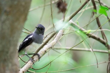Oriental Magpie Robin bir ağaç dalı üzerinde ve gözlemleme sırasında
