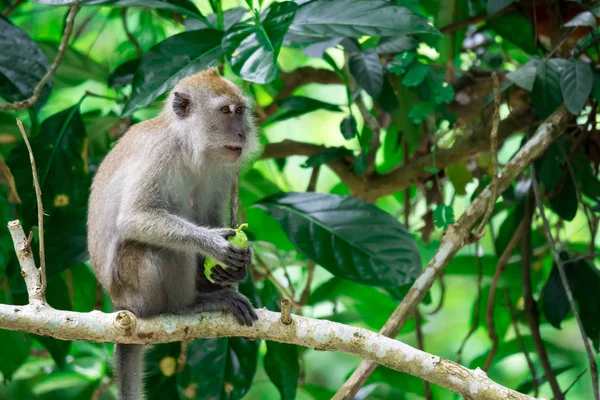 Un macaco adulto sentado y comiendo frutas en un bosque en — Foto de Stock