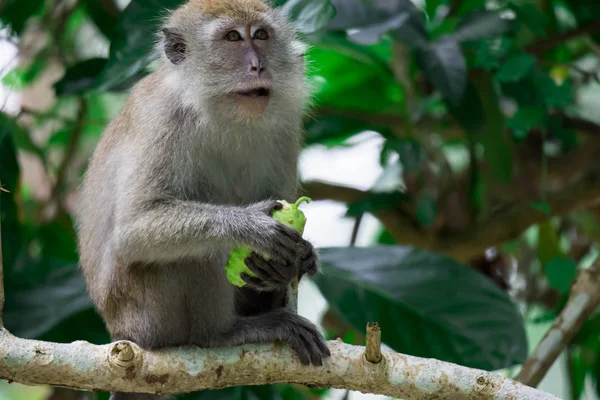 Een volwassen makaak tijdens het zitten en eten van fruit in een bos in — Stockfoto