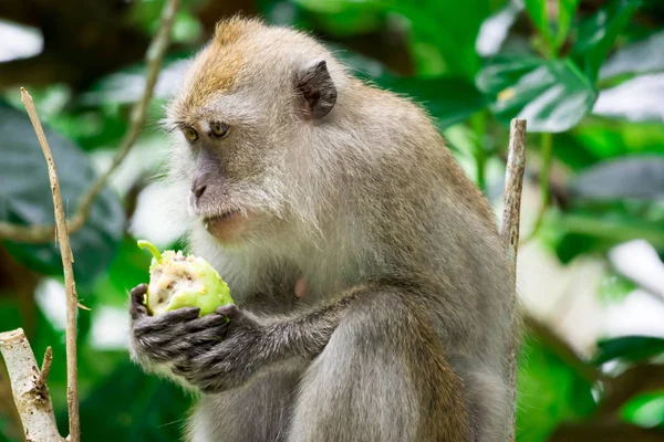 Un macaco adulto sentado y comiendo frutas en un bosque en — Foto de Stock