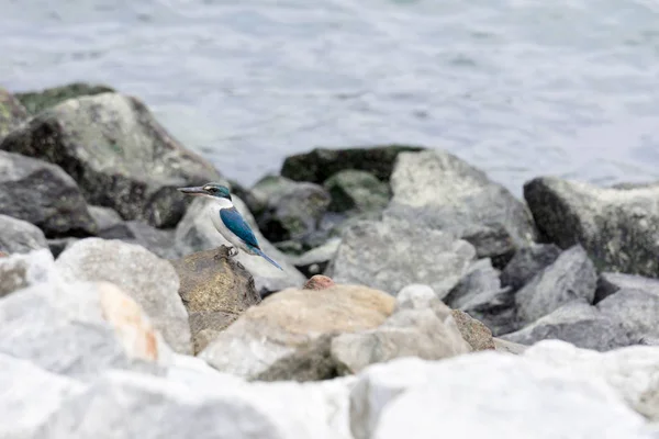 Beautiful kingfisher while resting near a beach on top of rocks