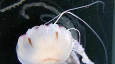 Chrysaora hysoscella pusula denizanası olarak da bilinir. Farklı kahverengi işaretler ile radyal simetri gösteren gerçek bir denizanası