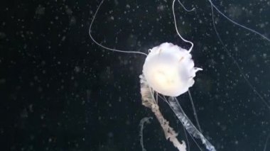 Chrysaora hysoscella pusula denizanası olarak da bilinir. Farklı kahverengi işaretler ile radyal simetri gösteren gerçek bir denizanası