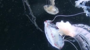 Chrysaora hysoscella pusula denizanası olarak da bilinir. Farklı kahverengi işaretler ile radyal simetri gösteren gerçek bir denizanası