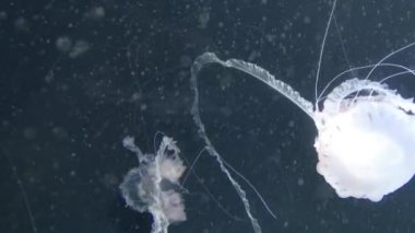 Chrysaora hysoscella pusula denizanası olarak da bilinir. Farklı kahverengi işaretler ile radyal simetri gösteren gerçek bir denizanası