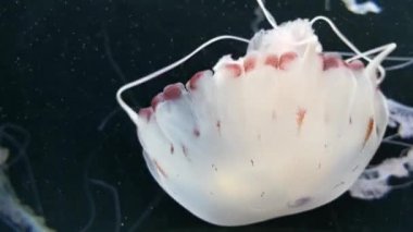 Chrysaora hysoscella pusula denizanası olarak da bilinir. Farklı kahverengi işaretler ile radyal simetri gösteren gerçek bir denizanası