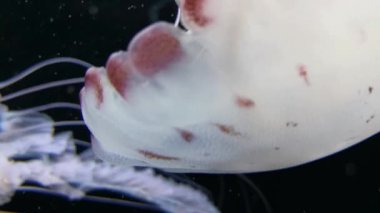 Chrysaora hysoscella pusula denizanası olarak da bilinir. Farklı kahverengi işaretler ile radyal simetri gösteren gerçek bir denizanası