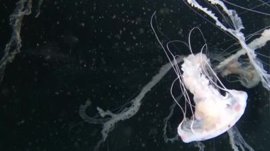 Chrysaora hysoscella pusula denizanası olarak da bilinir. Farklı kahverengi işaretler ile radyal simetri gösteren gerçek bir denizanası