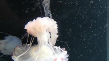 Chrysaora hysoscella pusula denizanası olarak da bilinir. Farklı kahverengi işaretler ile radyal simetri gösteren gerçek bir denizanası