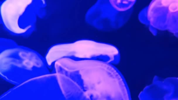 Moon Denizanası Aurelia Aurita Kırmızı Yarı Saydam Renk Koyu Arka — Stok video