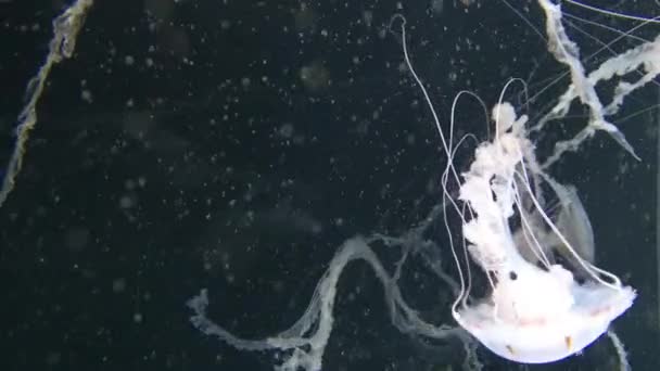 Chrysaora Hysoscella Pusula Denizanası Olarak Bilinir Farklı Kahverengi Işaretler Ile — Stok video