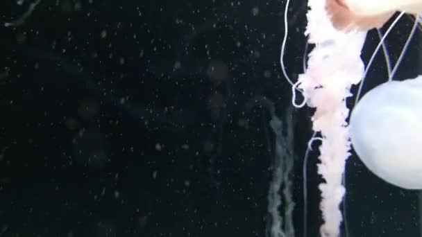 菊花水球又称罗盘水母 它是一种真正的水母 显示径向对称性 具有独特的棕色标记 — 图库视频影像