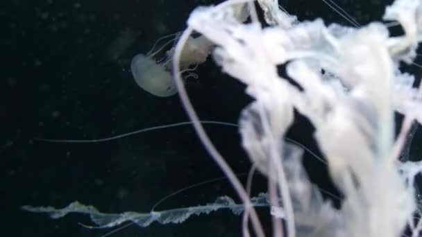 菊花水球又称罗盘水母 它是一种真正的水母 显示径向对称性 具有独特的棕色标记 — 图库视频影像
