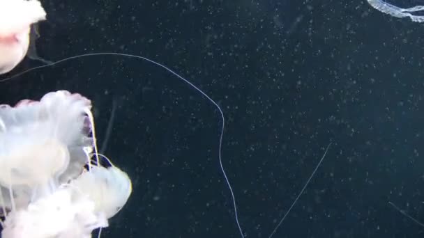 Chrysaora Hysoscella Znany Również Jako Jellyfish Kompas Jest Prawdziwa Jellyfish — Wideo stockowe