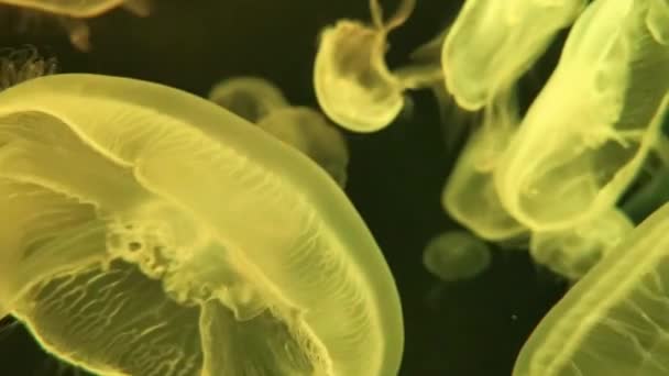 Moon Jellyfish Aurelia Aurita Red Translucent Color Dark Background Aurelia — Stock Video