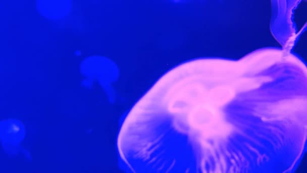 Księżyc Jellyfish Aurelia Aurita Czerwony Półprzezroczysty Kolor Ciemne Tło Aurelia — Wideo stockowe