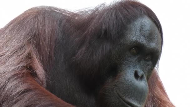 Bornean Orangutans Pongo Pygmaeus Tiro Cerca Zoológico — Vídeo de stock
