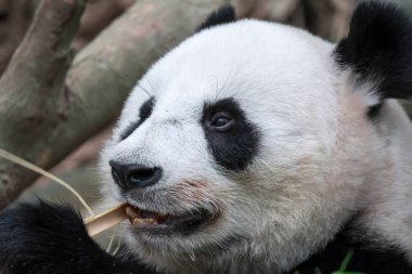 Panda bambu yerken yakın çekim ayı