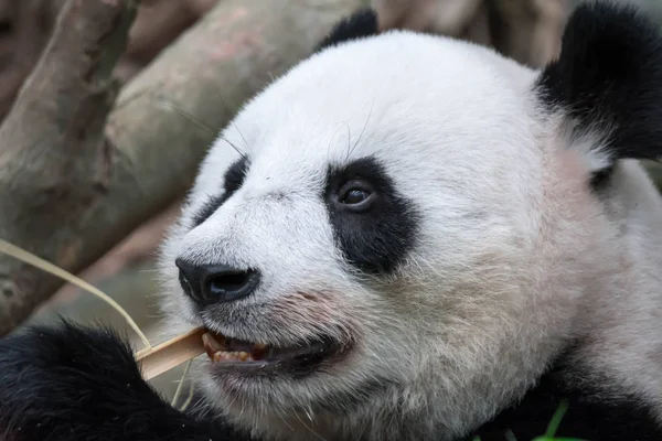 Panda bear close up shot while eating bamboo